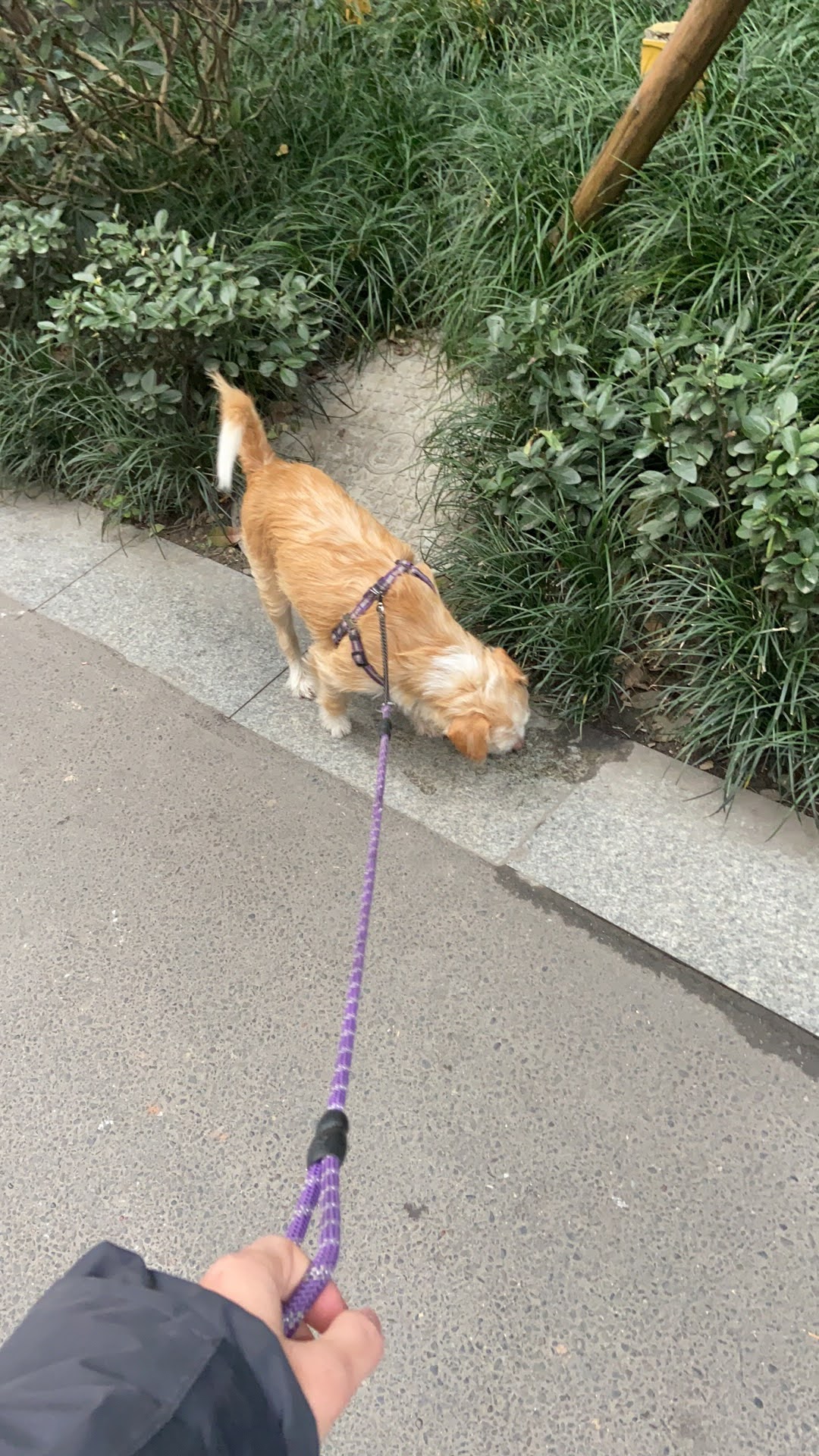 多多 (151).JPG