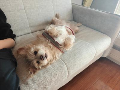 成都沙发躺着的多.jpg